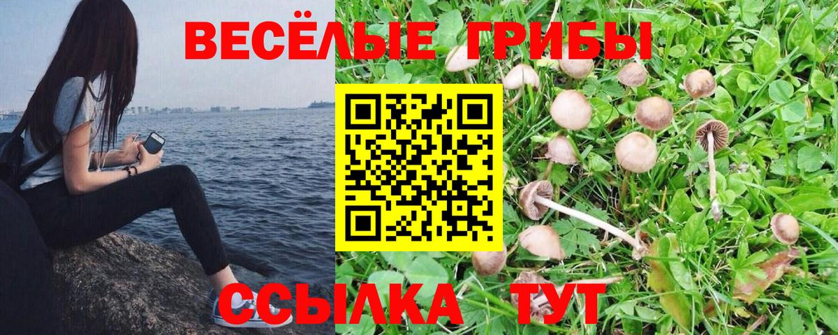 Псилоцибиновые грибы Cubensis Корсаков